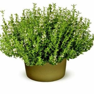 Kekik tohumu thymus vulgaris