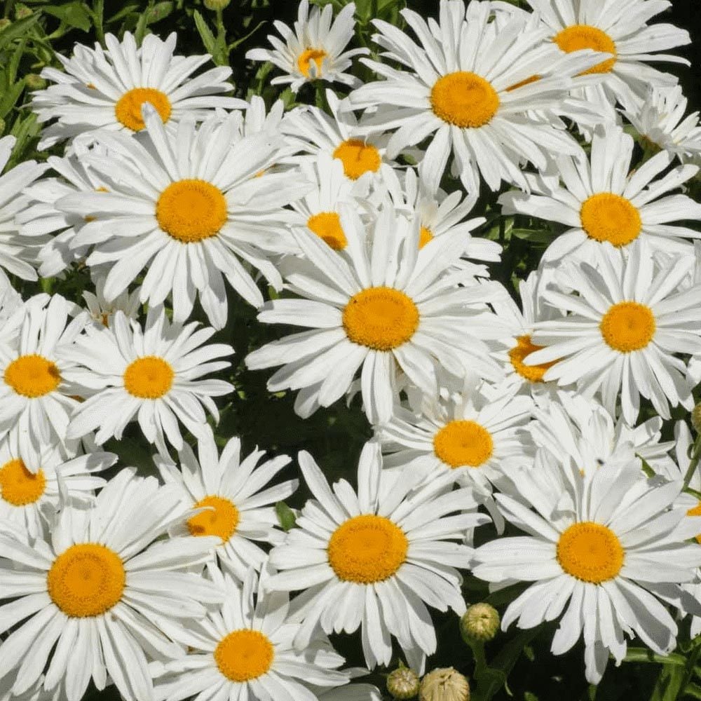 Kalıcı papatya tohumu silver princess shasta daisy