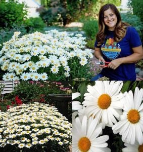 Kalıcı papatya tohumu silver princess shasta daisy