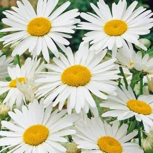 Kalıcı papatya tohumu silver princess shasta daisy