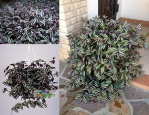 Zebrina telgraf çiçeği fidesi tradescantia pendula silver inch plant