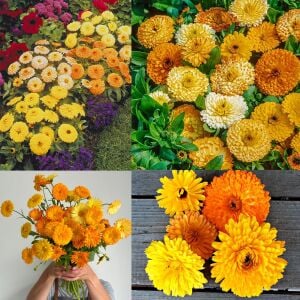 Calendula tohumu fiesta giants karışımı aynı sefa
