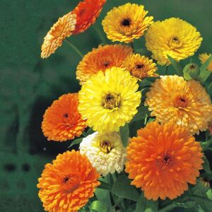 Calendula tohumu fiesta giants karışımı aynı sefa