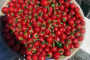 Turşuluk biber tohumu orta acı top biberiye