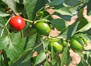 Turşuluk biber tohumu orta acı top biberiye