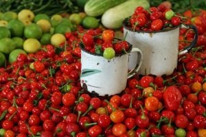Turşuluk biber tohumu orta acı top biberiye