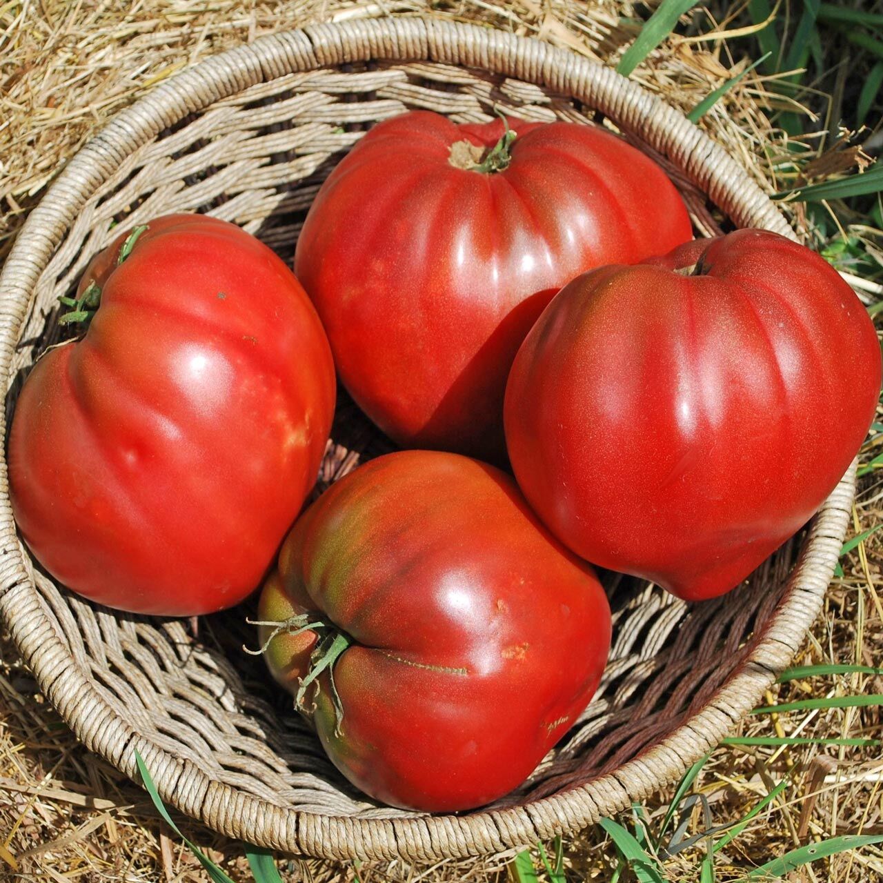 Cüce Mor Yürek Domates Tohumu Bodur Domates Projesi