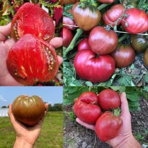 Cüce Mor Yürek Domates Tohumu Bodur Domates Projesi