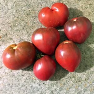 Cüce Mor Yürek Domates Tohumu Bodur Domates Projesi
