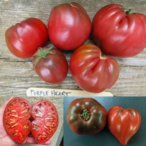 Cüce Mor Yürek Domates Tohumu Bodur Domates Projesi
