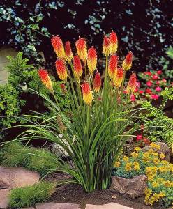 Fire dance fener çiçeği fidesi kniphofia uvaria