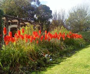 Fire dance fener çiçeği fidesi kniphofia uvaria