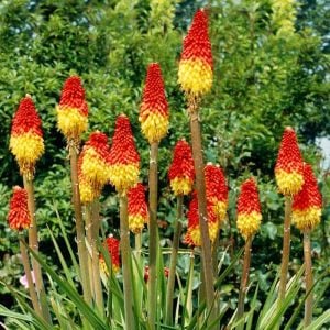 Fire dance fener çiçeği fidesi kniphofia uvaria