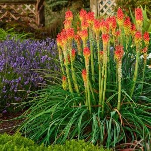 Fire dance fener çiçeği fidesi kniphofia uvaria