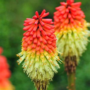 Fire dance fener çiçeği fidesi kniphofia uvaria