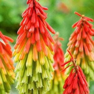 Fire dance fener çiçeği fidesi kniphofia uvaria