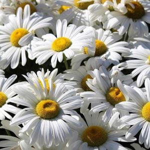 Kalıcı papatya tohumu alaska shasta daisy