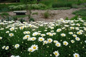 Kalıcı papatya tohumu alaska shasta daisy