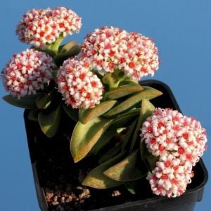 Crassula springtime pembe beyaz çiçekli