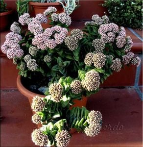 Crassula springtime pembe beyaz çiçekli