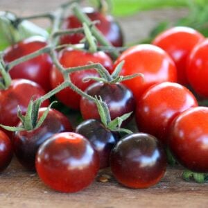 Mavi Berry Domates tohumu Atalık blue berry