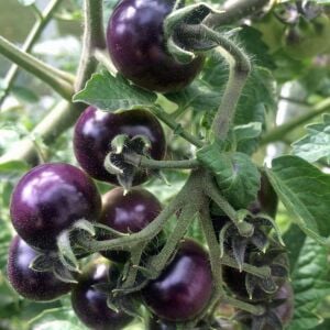 Mavi Berry Domates tohumu Atalık blue berry