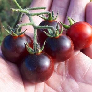Mavi Berry Domates tohumu Atalık blue berry