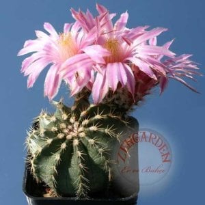 Echinocereus kaktüs tohumu karışımı