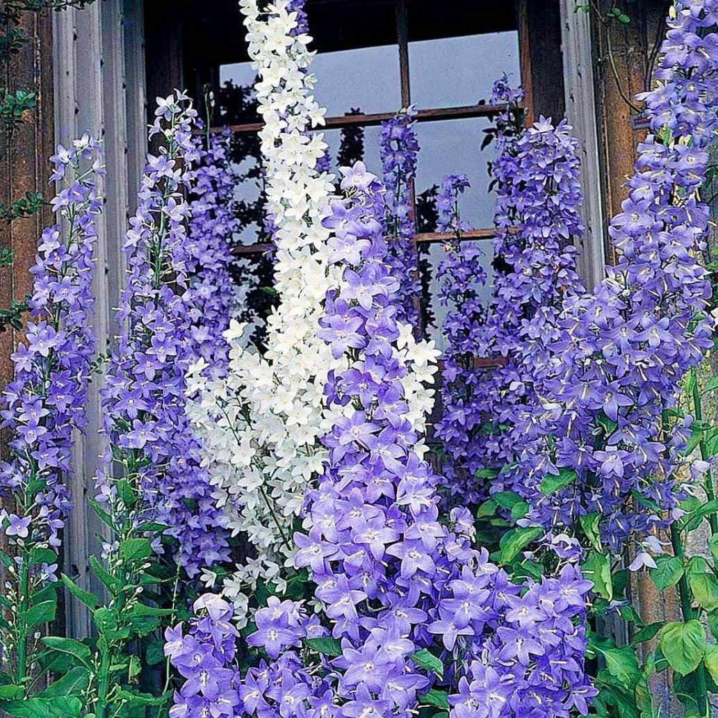 Piramit kampanula tohumu campanula pyramidalis mixed