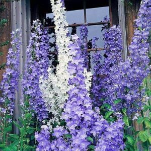 Piramit kampanula tohumu campanula pyramidalis mixed