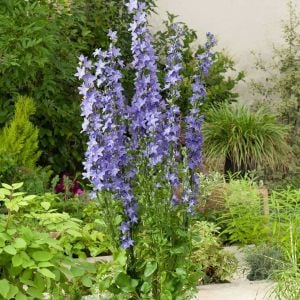 Piramit kampanula tohumu campanula pyramidalis mixed