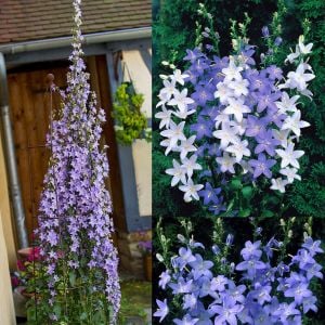 Piramit kampanula tohumu campanula pyramidalis mixed
