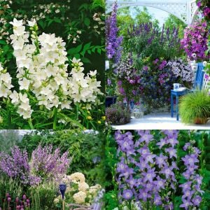 Piramit kampanula tohumu campanula pyramidalis mixed