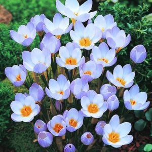 Botanik çiğdem soğanı mavi blue pearl  ithal crocus 10 adet