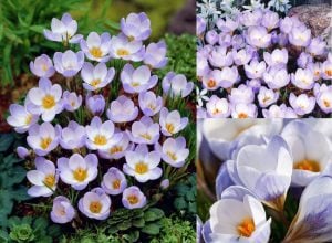 Botanik çiğdem soğanı mavi blue pearl  ithal crocus 10 adet