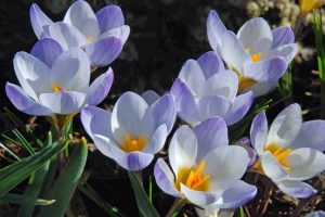 Botanik çiğdem soğanı mavi blue pearl  ithal crocus 10 adet