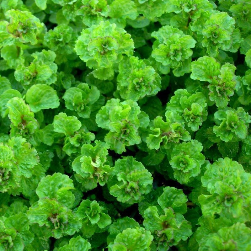 Kıvırcık tatlı nane fidesi curly mint