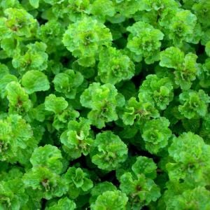 Kıvırcık tatlı nane fidesi curly mint