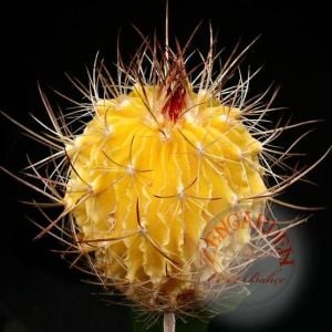 Echinofossulocactus kaktüs tohumu karışımı