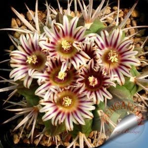 Echinofossulocactus kaktüs tohumu karışımı