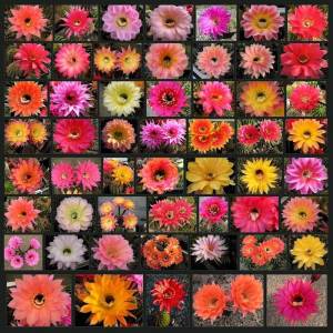 Echinopsis kaktüs tohumu karışımı
