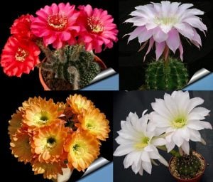 Echinopsis kaktüs tohumu karışımı