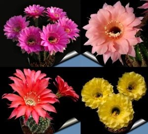 Echinopsis kaktüs tohumu karışımı