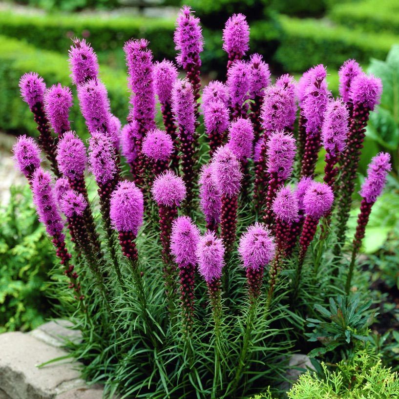 Mor liatris çiçeği fidesi floristan violet