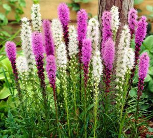 Mor liatris çiçeği fidesi floristan violet