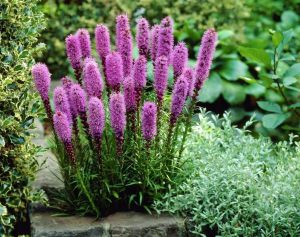 Mor liatris çiçeği fidesi floristan violet