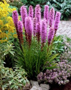 Mor liatris çiçeği fidesi floristan violet