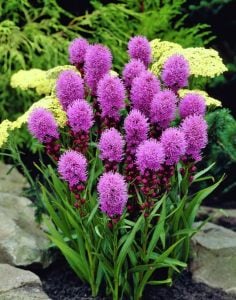 Mor liatris çiçeği fidesi floristan violet
