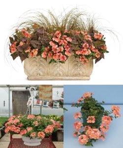 Lanai şeftali yer minesi çiçeği fidesi verbena peach