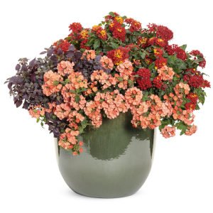 Lanai şeftali yer minesi çiçeği fidesi verbena peach